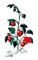 De Cleyne Hortus logo